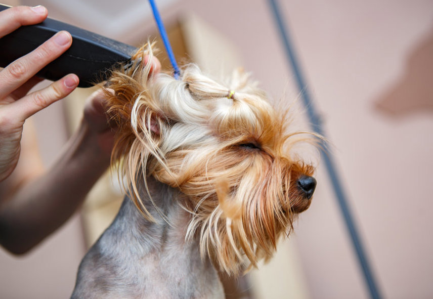 Puppy Grooming: Tips & Safety